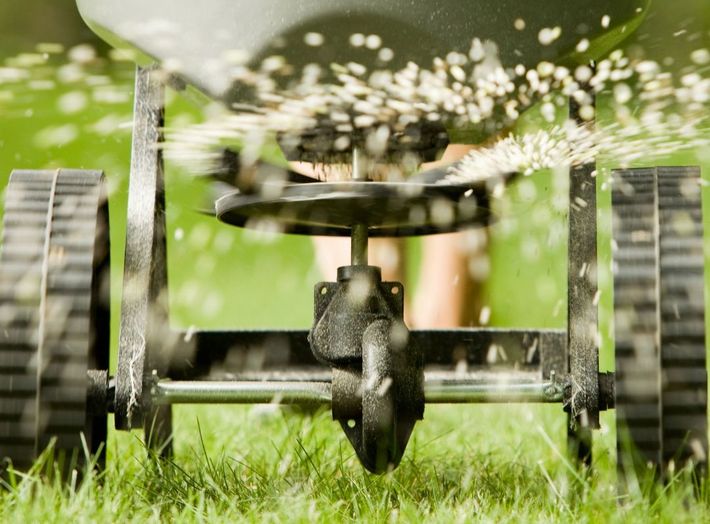 Lawn overseeding service overseeding grass lawn for a thick dense coverage