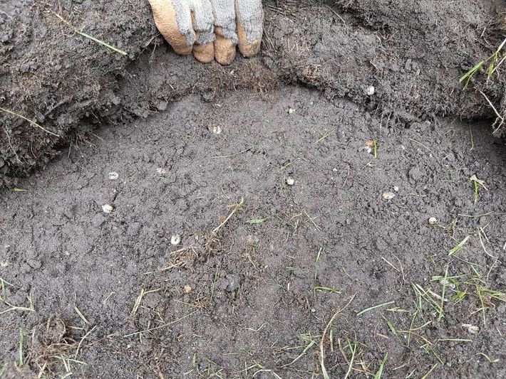LawnsOne team discovering lawn pests in the form of chafer grubs which needs lawn pest control